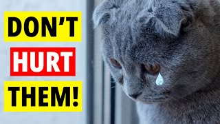 Stop HURTING Your Cat's Feelings! The Worst Mistakes Everyone Makes
