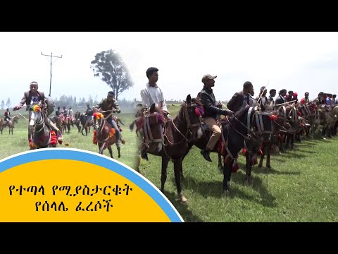 ቪዲዮ: ፈረሶች ምን ያመለክታሉ?