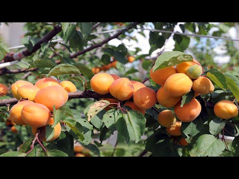 Video: Güneybatı Meyve Bahçesi – Güneybatı Eyaletleri İçin Meyve Ağaçları Seçme