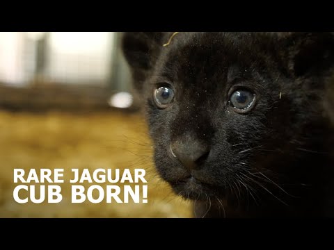 RARE JAGUAR CUB BORN! - The Big Cat Sanctuary
