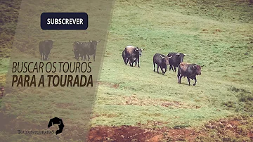 O que acontece com os touros nas touradas?