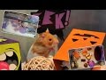 Syrian Hamster HALLOWEEN Cage Tour (Hamster Bin Cage)