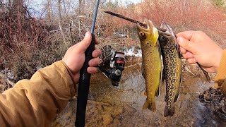 WADING and FISHING a Small Stream for TROUT! (Catch & Cook)