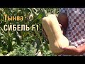 Тыква СИБЕЛЬ F1 - НОВЫЙ ОЧЕНЬ ПРОДУКТИВНЫЙ ГИБРИД