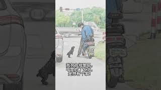毛孩子拼命冲向马路中间的路人! #感动瞬间#暖心 #毛孩子