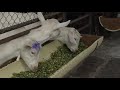 Agropecuaria Santa Clara Producción de cabras Sandona