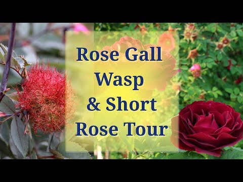Video: Cynipid Wasp Rose Cane Galls Nedir - Güllerdeki Galls'ı Ortadan Kaldırmak İçin Bilgi ve İpuçları