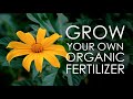 How to grow your own fertilizer  mexican sunflower  tithonia diversifolia 