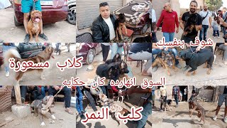 سوق الجمعة السيدة عائشة بتاريخ 19/11/2021كلاب للبيع بالأسعار وارقام التيلفونات Dogs for sill