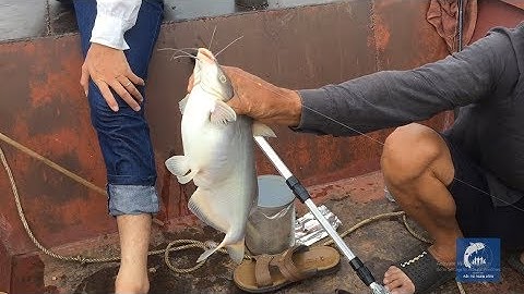 Câu cá sông Thái Bình toàn cá ngạnh khủng trên kg! Kéo cá mỏi tay.