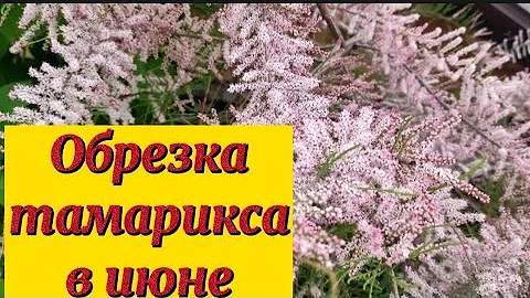 Обрезаю тамарикс (тамариск) после цветения.