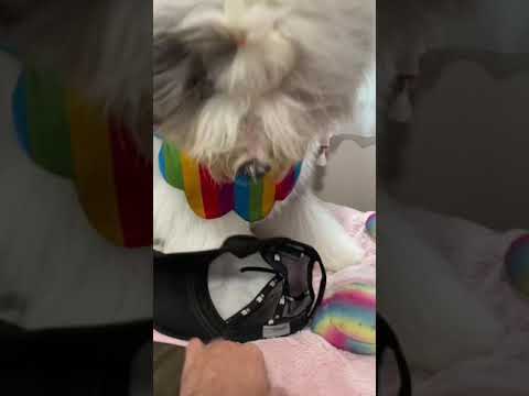 おぉ‥おぉ‥お気に入りの帽子がやられた‼️😭パトラがニューエラの帽子をおもちゃに🧢 #shorts オールドイングリッシュシープドッグ