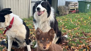 видео: Отвечаем на вопросы о щенке овчарки Коппер — познакомьтесь с ней поближе картинка: Отвечаем на вопросы о щенке овчарки Коппер — познакомьтесь с ней поближе
