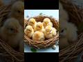 beautiful baby chicks 🐥🐣#baby animals#