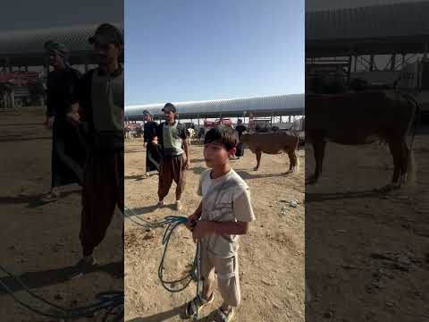 الخفاجي للثروه الحيوانيه عجول بقر جاموس حليب ابقار حليب