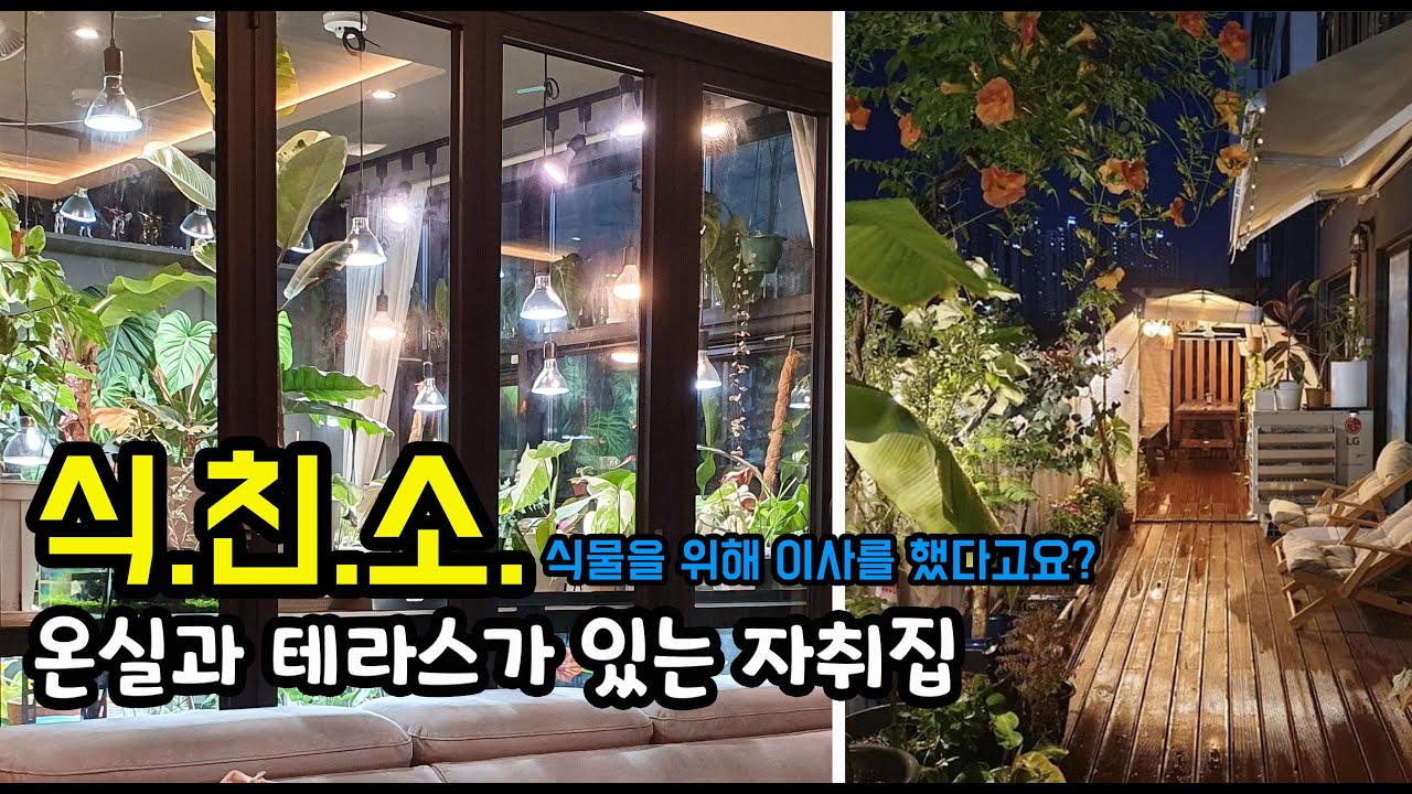 [식친소] 온실과 테라스가 있는 식친님 자취집을 소개합니다.(식물키우기, 알보몬스테라, 알로카시아 오도라 옐로우, 옐로 싱고니움, 무늬 공작야자 등 희귀식물)