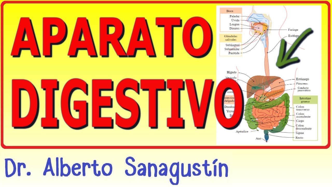 haz Diariamente Samuel SISTEMA DIGESTIVO ✓ anatomía y fisiología - YouTube