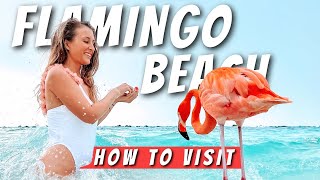 HOW TO VISIT FLAMINGO BEACH IN ARUBA 🦩 Is it Worth The Hype?