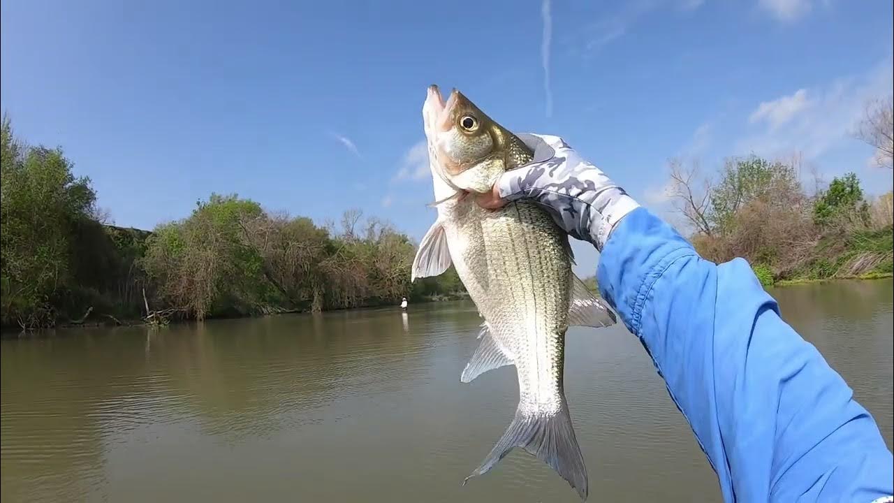 Fly Fishing Austin Texas the lower Colorado River YouTube