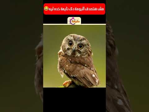 مش هتصدق البومة دى نايمة كده ليه