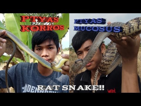 RAT SNAKE predator tikus sahabat petani!! Ular bandotan macan dan ular kayu RAT SNAKE predator tikus sahabat petani!! Ular bandotan macan dan ular kayu