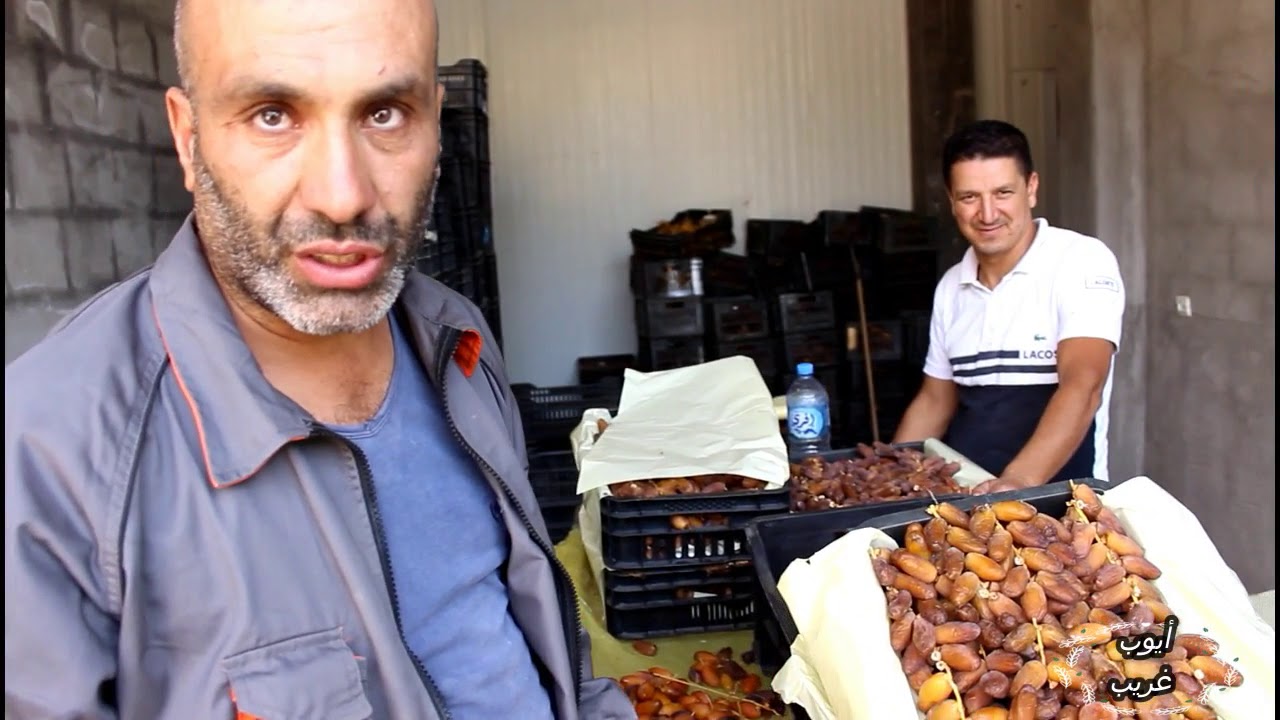 جني التمور بولاية بسكرة 