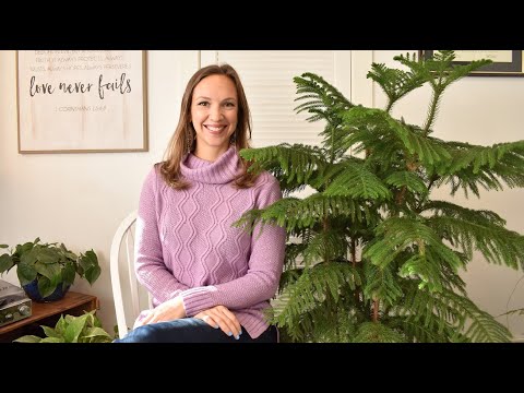 Norfolk Island Pine Care / How to care for the Norfolk Pine / Northlawn Flower Farm