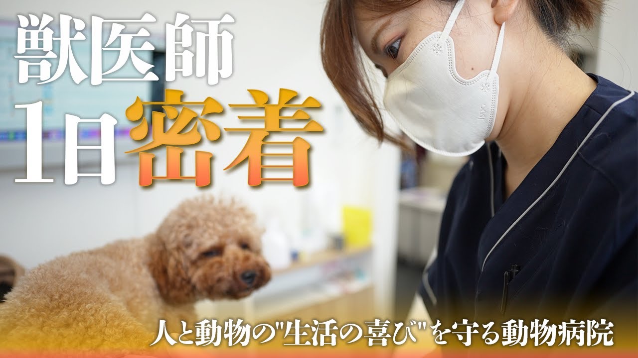 【動物病院密着】“飼い主とペットに寄り添いたい‘’2年目の若手獣医師の１日に密着【東京都板橋区・成増どうぶつ病院】