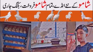 New Shamoo eggs, all Shamu sold, bookings open,HHHR chicks farm