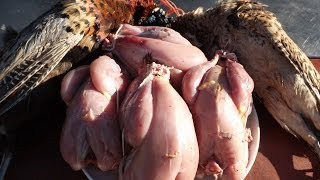 How To Prepare And Cook A Pheasant.(Part 1) Bird Preparation.
