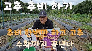 고추 추비  이렇게 한번만 하면 고추가 주렁주렁 달려요