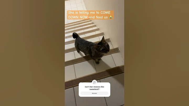 Video 10280531: cats catlover cutecat funnycats, catlover cutecat funnycat animal, cats funnycats catlover cute, cats catlover cutecat funny, meow