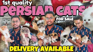 Best persian cat farm in chennai😼|a2z service|Cats for sale|Cattery|#Exploring💫 by Exploring with subramani 918 views 13 days ago 22 minutes