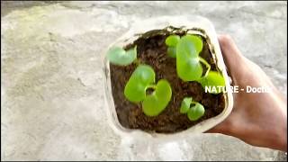 How To Grow Mirabilis Jalapa | Plant From Seeds In Plastic Pot Easy to Way At Home