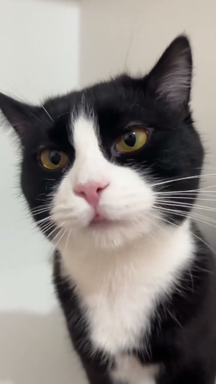 Très drôle le chat