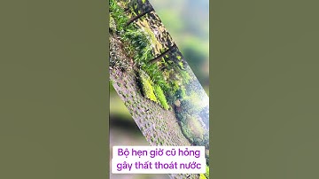 Cải tạo sân vườn và chỉnh sửa hệ thống tưới nhỏ giọt tự động nhập khẩu Israel tiết kiệm bill nước