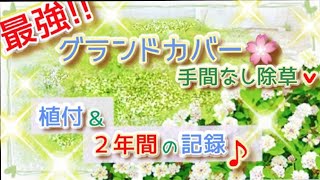 手間なし防草♪ヒメイワダレソウ(リッピア)で最強グランドカバー！お手入れ簡単♪病害虫駆除にも！雑草対策♪除草効果抜群！