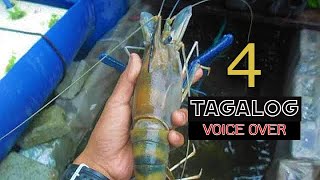 Part 4 | How To Start Giant Freshwater Prawn Backyard Farming | Ulang Farming (Tagalog)