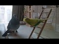 Pigeon calls budgie  days of birds