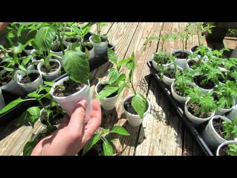 (5 of 9) Growing Tomatoes & Peppers: Pruning Peppers, No Flowering, Feeding & Progress
