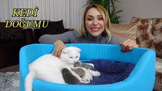 KEDİ DOĞUMU | KEDİMİZ DOĞURDU BİRÇOK YAVRU KEDİMİZ OLDU!!