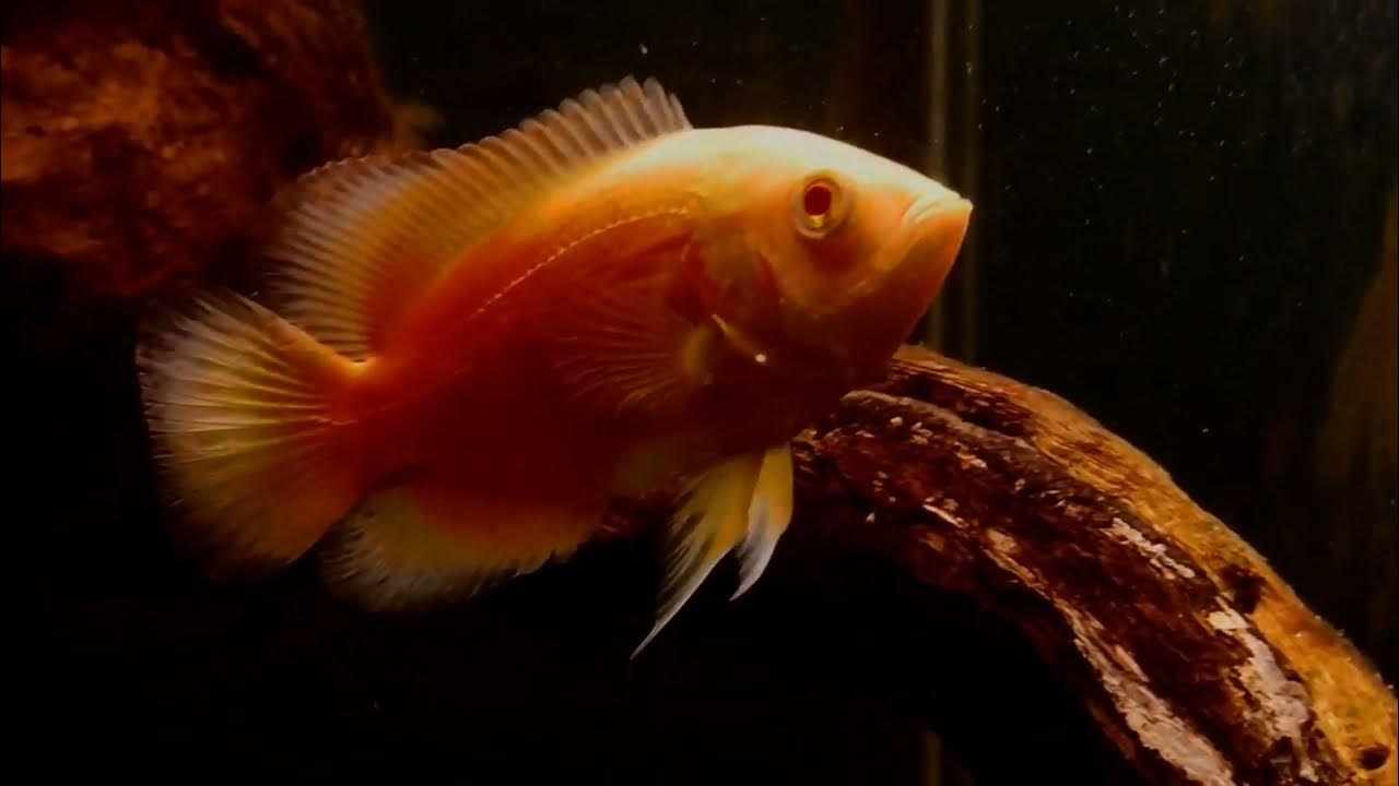 ALBINO OSCAR FULL GUIDE YouTube
