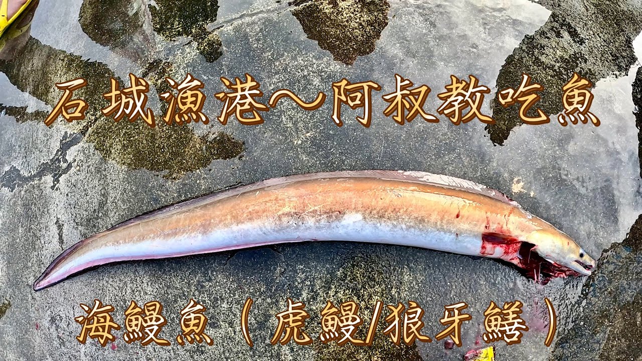 石城漁港~阿叔教吃魚#海鰻魚(虎鰻/狼牙鱔) - YouTube