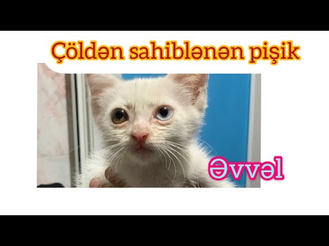 Video: Bir Pişik Və Ya Pişik Niyə Ağır Tökülür Və Saçlar Bir Bala Və Yetkin Bir Heyvana Tırmanır Və çox Miqdarda Tökülürsə Nə Edər