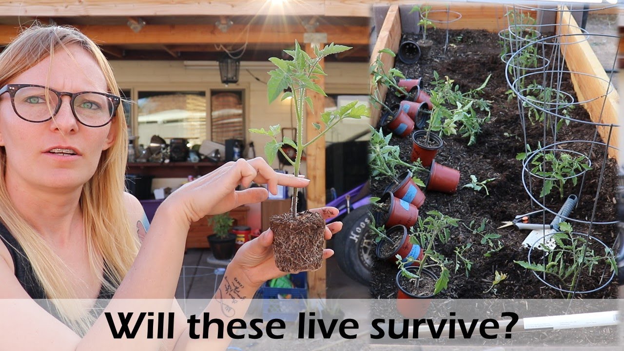 Transplanting Tomato Starts