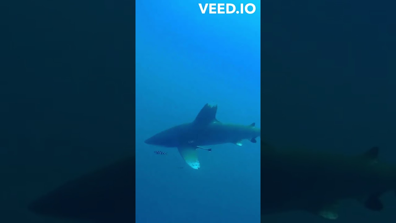 swimming with oceanic white tip shark