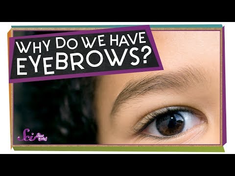 Why Do We Have Eyebrows?