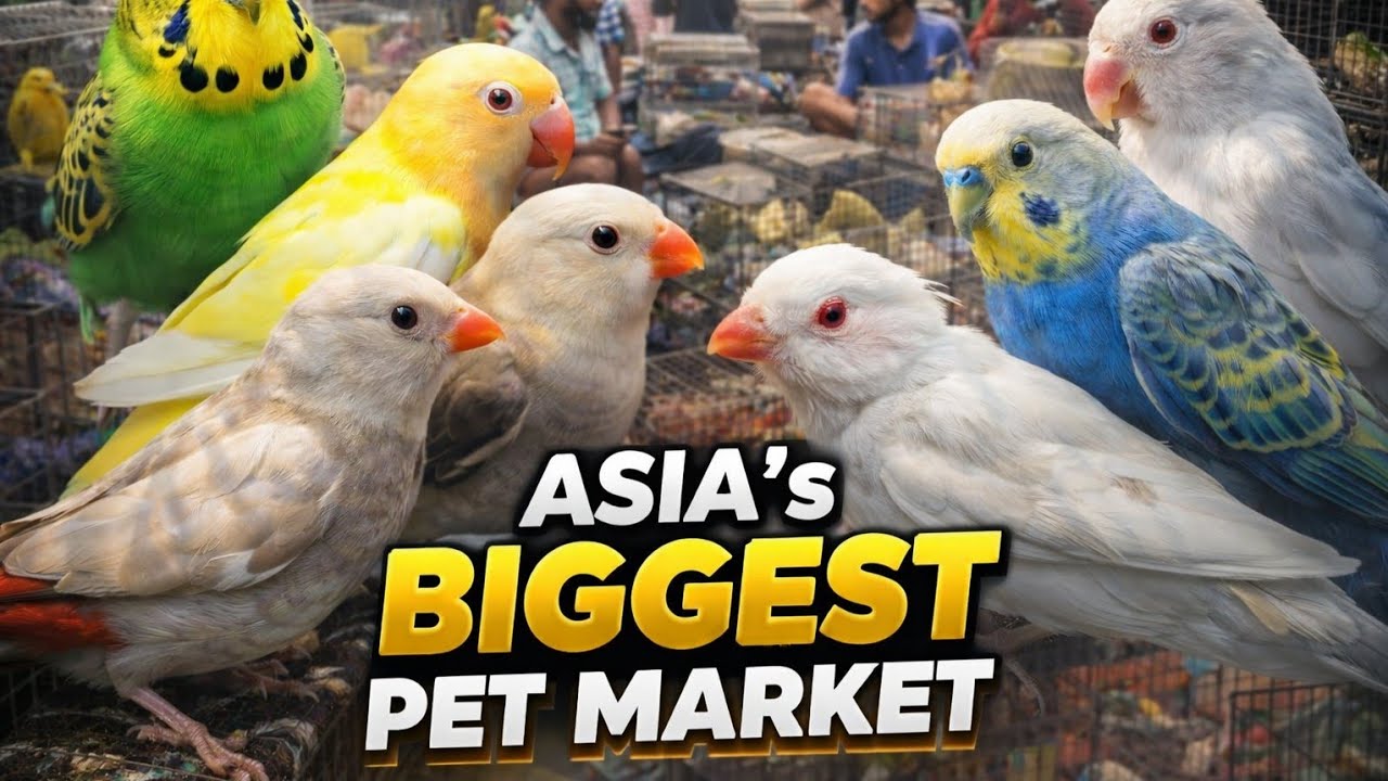 So much cheap prices ! KOLKATA PET MARKET #birds #birdaviary 