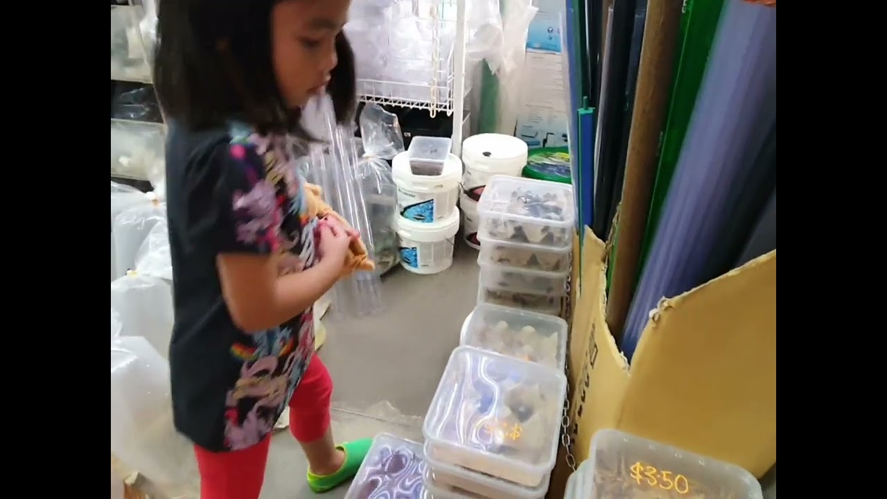 Fish Shop At Clementi Kikay Jessica Channel YouTube Fish Shop At Clementi Kikay Jessica Channel YouTube