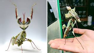 Devil’s Flower Mantis 🦋 A Deadly Work of ART!
